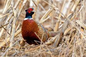 Pheasant Hunting in Redfield: An enduring tradition, an incredible experience Photo - Click Here to See